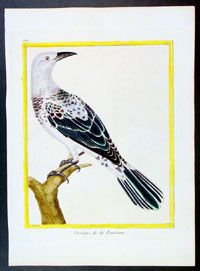 1765 Buffon Antique Print of Caciques Bird Louisiana
