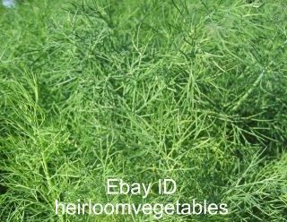 Long Island Mammoth Dill Over 1 000 Seeds Heirloom Same Day Shipping