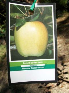 Live Dorsett Golden Apple Fruit Tree Green Apples SHIP to All 50