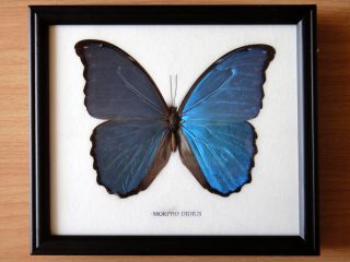 Very Beautiful Butterfly Collection Morpho Didius R329