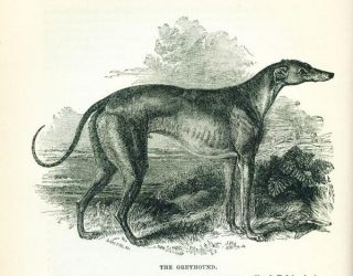 ANTIQUE Dog Book 1890 THE DOG by YOUATT Veterinary Interest
