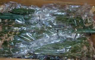24 Packs Dried Lt Purple Green Sinuata Box Lot 8739