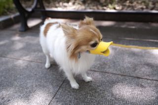 Oppo Dog Muzzle Quack Duck bill designer pet protection Pink( Large