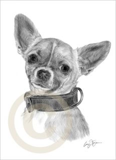Toy Dog Chihuahua Le Art Pencil Drawing Print A4 Signed Artwork