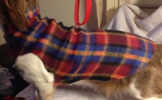Dachshund Fleece Dog Coats Jumpers 3 Sizes Made to Measure 2 Collar