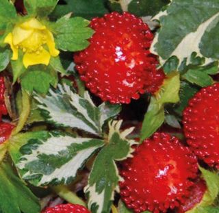 Sweet Duchesnea Harlequin Strawberry Grow from Seeds