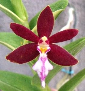 Tricholgottis Brachiata Species Orchid Plant Blooming Size