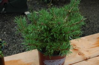 Pinus Sylvestris Little Brolly Dwarf Scots Pine Shrub