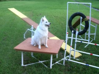 Dog Agility Equipment Jump Start Kit Instructions Jump Cups Striping