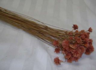 Rust Mini Minature Flowers Dried Dry Florals 1 2 E465
