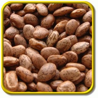  beans are the most popular dry shell beans for winter use pinto beans