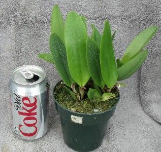 BLC Karbela Beauty Song of Canary Orchid Compot 5 Plants