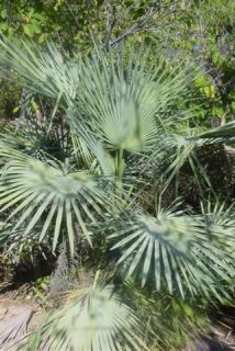Brahea Decumbens Live Mexican Dwarf Blue Palm Tree