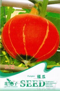 Pack 8 Vegetable Seeds Blessing Pumpkin Seed Edible Lovely Red