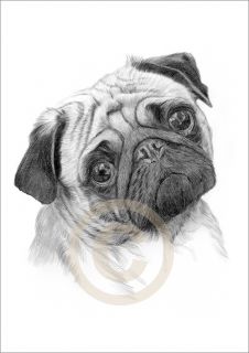 Dog PUG Art Pencil Drawing Print A4 signed Ltd Edition artwork