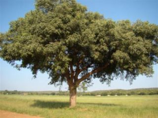  Marula Tree Edible Fruit Sclerocarya Birrea Caffra 5 Seeds