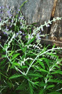 Russian Sage plant Ornamental sage Drought tolerant Butterfly plant