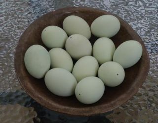 Dozen Blown Real Chicken Eggs Aqua Green Hues for Decor Crafts
