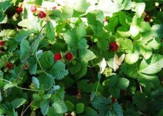 This item is for 25 plants   Indian Strawberry  Potentilla indica