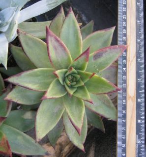 Echeveria agavoides cv. Ebony Succulent Leaves with Black Tips