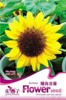 Sunflower Seed ★ 20 Short Height Edible Flower Seed Blooming Bright