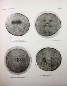 Edmund Wilson Atlas of Fertilization Karyokinesis of Ovum 1st NY 1895