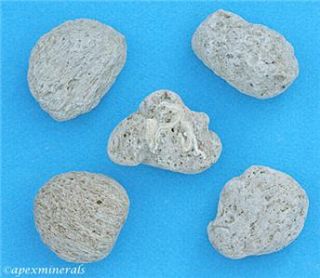 Set 5 Carribean Pumice Rocks That Float with Fossils Science Classroom