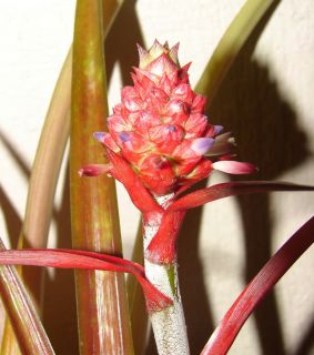  purple to ice blue flowers on a small pink pineapple fruit
