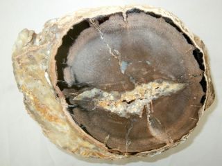138 LBS PALM BLUE FOREST EDEN VALLEY WYOMING PETRIFIED WOOD ROUND #