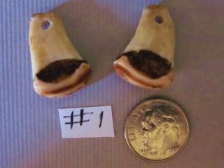Outstanding Cow Elk Teeth Whistlers Bugle Tooth for Jewerly 1