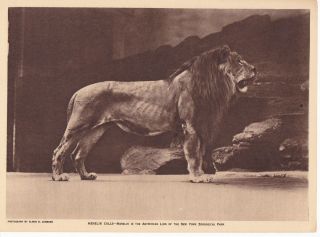   Abyssinian Lion New York Zoo Elwin Sanborn Photogravure 1919 Print