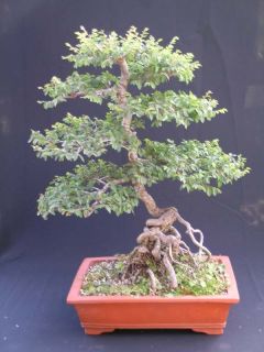 there are many excellent tree species for bonsai the chinese elm lands