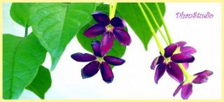  here is a unique tropical plant for your garden it is called terkey