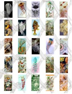 25 Ernst Haeckel Images 24x48mm Collage Paper 8 5x11 Glass Tile