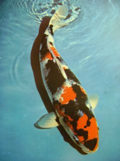 Koi of The World Japanese Colored Carp Book by Dr Herbert R Axelrod