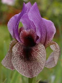 Exotic Iris Dardanus Bulb RARE Perennial 