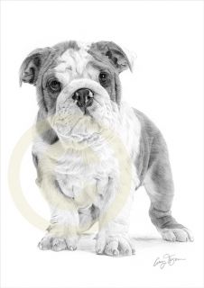 Dog English Bulldog Puppy Art Pencil Drawing Print A4 Signed Le of 50