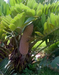 Cardboard Palm 10 Seeds Zamia Furfuracea Living Fossil