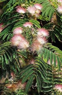 Mimosa Tree Live Plant Fast Growing Shade Easy Care