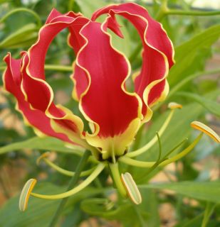 EXOTIC CLIMBING FLAME LILY BULB TUBER 4 6 FT TALL PERENNIAL PLANT
