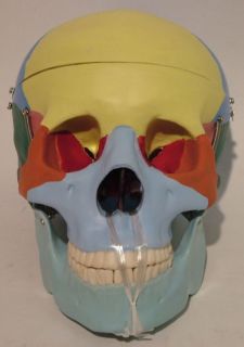 Brand New Life Size Anatomy Skull Mannequin Head