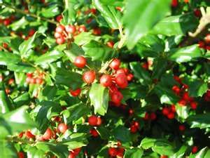 China Girl Holly Shiny Evergreen w Berries Ten Plants