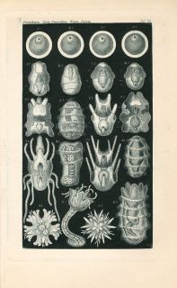 1898 ERNST HAECKEL MARINE SEA ANIMALS Antique Engraving Print