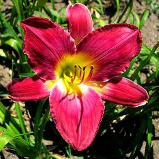 10 FANS OF CHICAGO TWO BITS WHOLESALE DAYLILY LOT