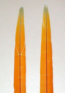 Orange Yellow Camelot Macaw Center Tail Feathers with Flaws