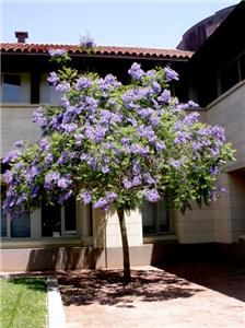 Live 1 5 ft Jacaranda Mimosifolia Blue Flamboyant Tree
