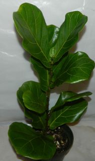 Ficus Lyrata Plant Fiddle Leaf Pandurata in 6 inch Pot About 22 Tall