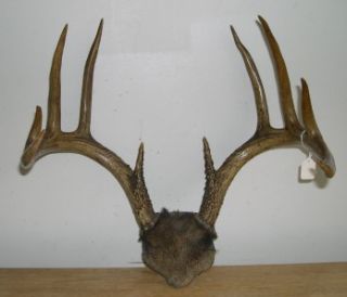 BIG 10 POINT PENNSYLVANIA WHITETAIL HORNS / ANTLERS 