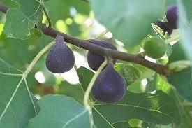  4 Sicilian Red Fig Tree Cuttings