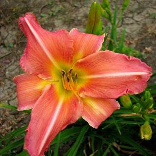 Iron Gate Melody Pink DAYLILY DF Live Plants Perennial Flowers
